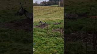 Mosss first trip out solo rabbiting ferreting hunting lurcher lurcherpup [upl. by Hitoshi]