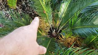 White Asian Cycad Scale On A Sago  How To Get Rid of It on Your Cycads and Palms [upl. by Cordova]