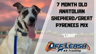 ANATOLIAN SHEPHERDGREAT PYRENEES MIXDOG TRAINING [upl. by Jelene]