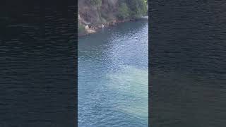 swimming under Nyali bridge Mombasa Kenya 🇰🇪 [upl. by Nwahsem]