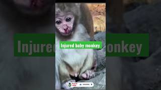 injured baby monkey [upl. by Weinshienk]