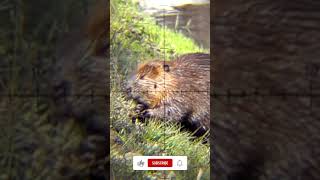 Super SlowMotion Beaver Shot 1000 framessecond [upl. by Zoarah]