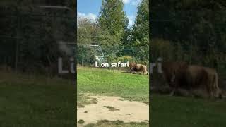 Safari park in Hamilton Ontario We could see 10 lions during our visit to Lion safari Do visit [upl. by Dnama]