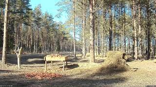 Hirvekaamera Saaremaal Deer camera in Saaremaa Estonia Cervus elaphus [upl. by Attevroc]