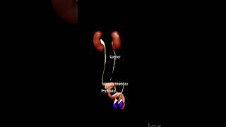 Male Reproductive system in 3D view youtubeshorts shortsfeed shorts [upl. by Alleynad]