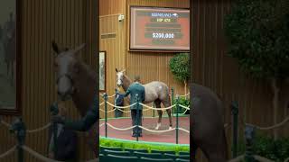 Auction Handlers  Keeneland September Yearling Sale [upl. by Llewellyn]