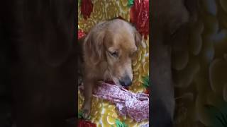 Roj emon korle hoy na 😑 youtubeshorts dog ashortaday goldenretriever funny explore [upl. by Nomyad]