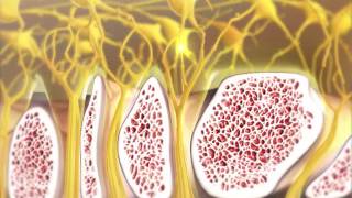 Olfaction and How Smelling Works  Visible Body [upl. by Notsecnirp]