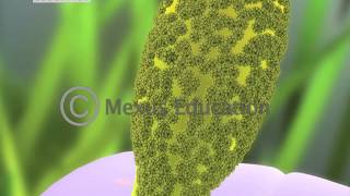 Mitosis and Fertilisation in Flowering Plants [upl. by Uaeb]