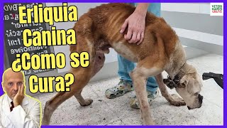 🆘 ERLIQUIA CANINA ¿COMO SE CURA SÍNTOMAS TRATAMIENTO CASERO FASE TERMINAL 🆘 [upl. by Nnaillij]