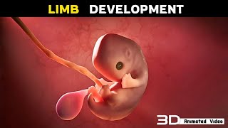 Apoptosis In Fetal Limb Development  3D Animation [upl. by Angle]