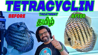 Tetracycline Treatment for fish TAMIL  Aquarium Fish Diseases and Treatment [upl. by Stelu924]