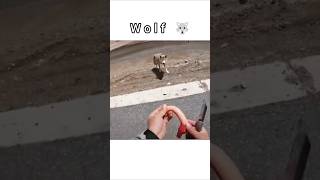 Wolf VS Bike 🚲 WOW 😳 amazing video shortvideo wolf [upl. by Gent]