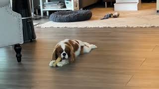 Charlie our Cavalier King Charles Chillin’ 😎 [upl. by Ettelloc]