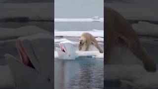 Polar Bear hunts Beluga Whale [upl. by Schwartz721]