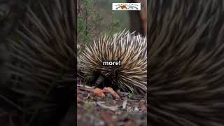 Echidna The Spiky Quirky Creature You Won’t Believe Echidna SpikyCreatures AnimalFacts Wild [upl. by Atsillac907]