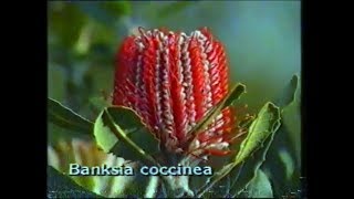 Growing Western Australian Banksias [upl. by Wallis66]