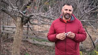 Easy Winter Apple Tree Pruning  Simplified Techniques for Beginners  Introduction [upl. by Claribel]