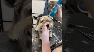 Grooming a rescued matted dog [upl. by Imugem]