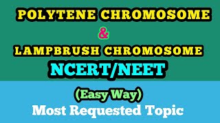 Cytogenetics Polytene chromosomes [upl. by Emmeram]