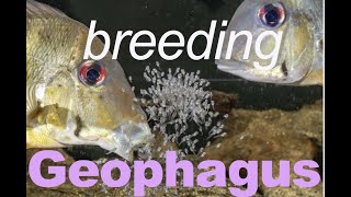 GEOPHAGUS winemilleri  BREEDING eartheater cichlids in the aquarium [upl. by Ecargyram]