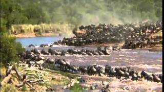 The Great Migration of the Animals in Serengeti 480P [upl. by Luo]