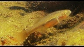 Native Fish Firetail Gudgeon Hypseleotris galii Manly Dam NSW [upl. by Raquel]