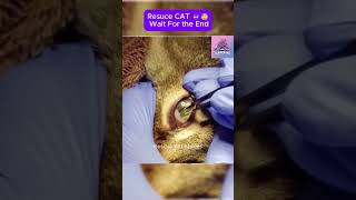 Rescue cat  wait for the end CatRescue RescueCat cat pets rescue [upl. by Owens103]