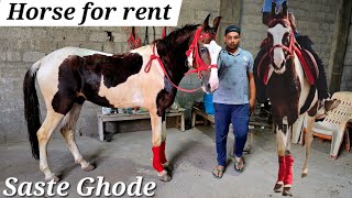 Saste ghode available in Hyderabad  Horse for rent in Hyderabad  Sindhi kathiyawad ghoda Stallion [upl. by Neeron]