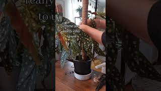 begonia plants plantcare plantslover houseplants youtubeshorts youtube shorts shortsfeed [upl. by Teplitz]