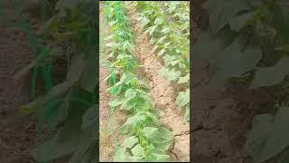 TUNNEL FARMING farming cucumberfarming arainydayinmylife agriculture [upl. by Bromley308]