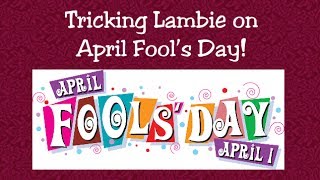 362 Tricking Lambie on April Fools Day  LambCam [upl. by Aicittel134]