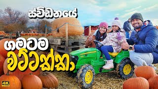 ස්විඩන් ගමේ වට්ටක්කා අස්වැන්න  Sweden village life and the pumpkin harvest  Sinhala family video [upl. by Aneeras]