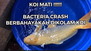 Koi Satu Kolam Terkena Bacteria Crash [upl. by Fogg]