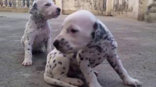 Cute dalmatian puppies [upl. by Haelak327]