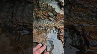 A fossilized Lepidodendron root  showing in the sedimentary rock layers at the Cliffs of Moher [upl. by Ainelec401]