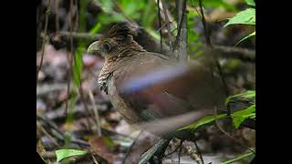 Rufousvented Ground Cuckoo [upl. by Jedlicka]