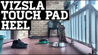 How To Train Your Vizsla Puppy Touch Pad Heel [upl. by Airotkiv87]