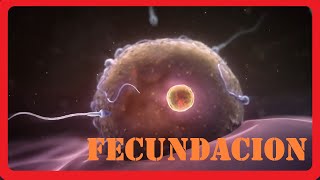 Como se forma un bebe  Fecundacion  Animado  Explicacion [upl. by Amleht]