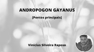 Andropogon gayanus Aspectos Principais [upl. by Brathwaite]