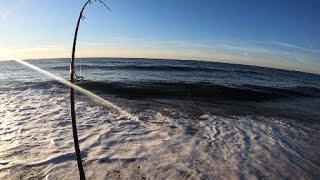 Spiny Dogfish in the Surf 11224 Surf Fishing Long Island [upl. by Finer]