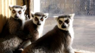 Lemurs talking to me [upl. by Mosnar]