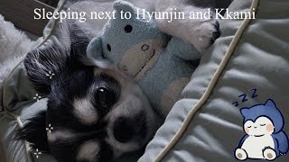 Stray Kids ASMR Sleeping Next To Hyunjin And Kkami🐶🩵 [upl. by Bowden3]