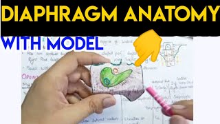 Diaphragm Anatomy  The muscle of respiration [upl. by Emalee67]