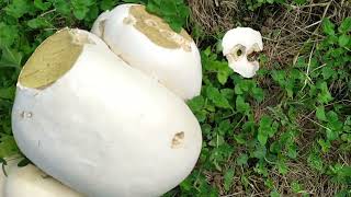 Calvatia Gigantea Pedo de Lobo recolectar y cocinar [upl. by Olvan]