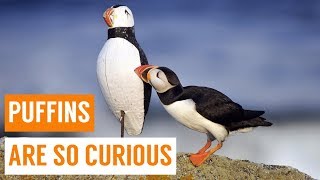 Cute Baby Puffins Compilation [upl. by Eciral]