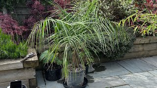 Tropical Garden UK Spring Plant Purchases Rare Hybrid Palm [upl. by Halladba656]