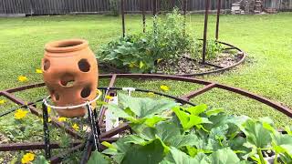 Gardenwalk blackberries blueberries and squash watermelons ￼￼PawpawSammyAlyBug [upl. by Arbe]