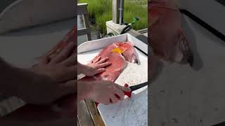 Fillet a Hogfish in Under 30 Seconds spearfishing freediving gopro hogfish [upl. by Greiner]