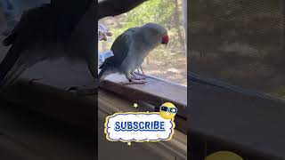 🦜Mr Chatterbox🥰talkingparrot shorts talkingbird petshorts indinanringneck talkingpets pets￼ [upl. by Enihpesoj]